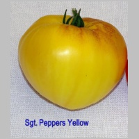 Sgt. Peppers Yellow